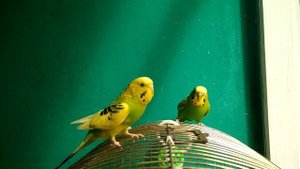 ПТЕНЦЫ И РОДИТЕЛИ ВОЛНИСТЫХ ПОПУГАЕВ. КАК ОТЛИЧИТЬ МОЛОДУЮ САМКУ