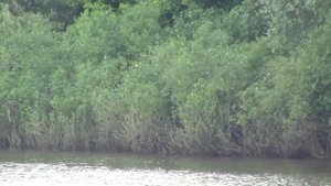 Дубки, Ока, Рязанская область