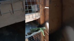 Как правильно сделать поддон для кроликов