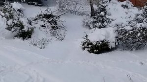 Тихо в лесу, только не спит барсук ?