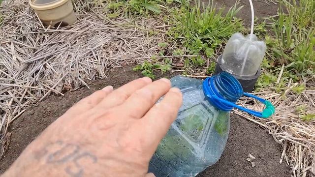 Виноград Аватар у "парничку"