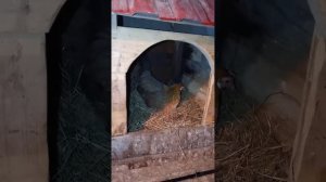 21 день сидела квочка (наседка) на яйцах. И что Вы думаете было дальше?