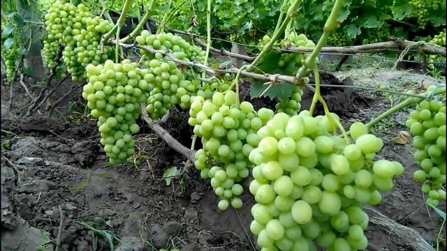 Виноград Флора. Стабильный сорт, калиброванные грозди
