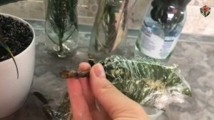 КРОТОН, РАЗМНОЖЕНИЕ черенками и секреты УКОРЕНЕНИЯ В ВОДЕ.
