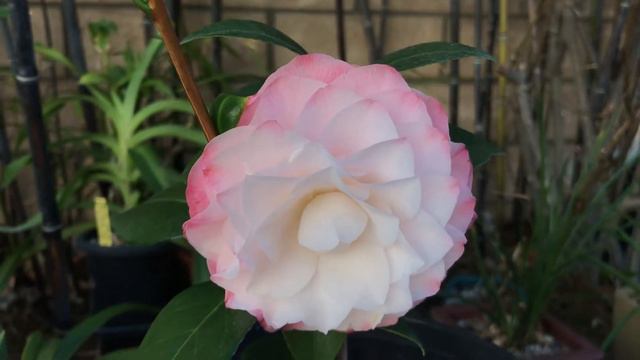 Camellia Nuccio’s pearl 珍珠茶花 Bonsai