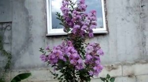 ЛАГЕРСТРЕМИЯ ✿ ИНДИЙСКАЯ СИРЕНЬ в КРЫМУ ✿ Lagerstroemia indica