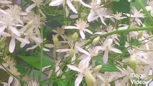 ബ്രൈഡൽ ബൊക്കെ|Most beautiful garden plant /Bridal Bouquet/Clematis Terniflora/Aagi' cute world