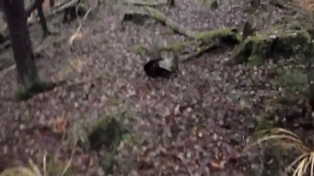 Зимние лисички смотреть онлайн