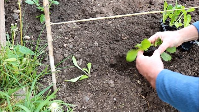How to Grow Little Gem Lettuce from Seed смотреть онлайн