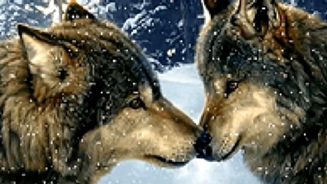 одинокая волчица.avi смотреть онлайн