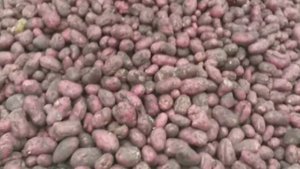 КАРТОФЕЛЬ  НА ОТКОРМ  СКОТА.