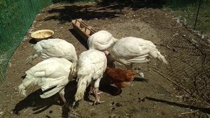 Что нельзя давать индюкам.