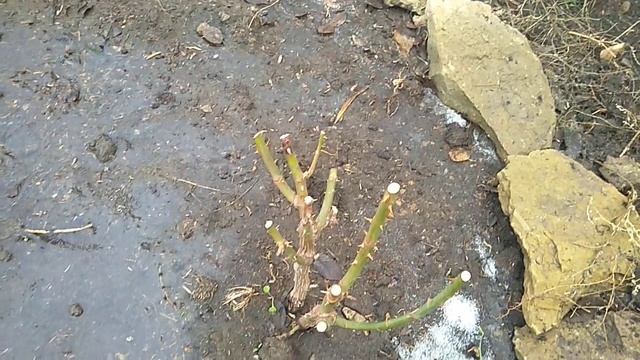 Розы без укрытия. Корнесобственная и Чайно гибридная. смотреть онлайн