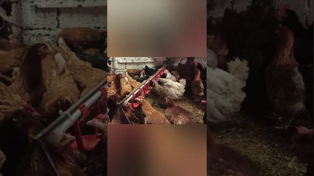 Куры пьют из нипельных поилок | Ломан Браун/Уайт, Доминант смотреть онлайн