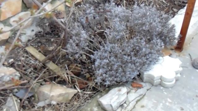 Лаванда Весна.Как ухаживать.