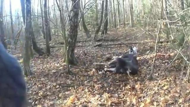 Охота на лося в Брянской области / Староминская / Староминские охотники смотреть онлайн