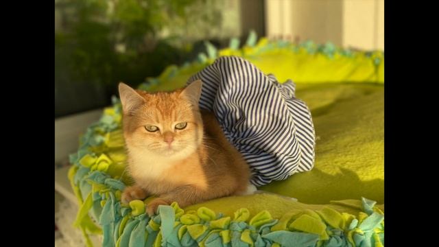 ? ЗОЛОТАЯ ШИНШИЛЛА КОШКИ?ПОЧЕМУ ТАК  НАЗЫВАЕМ?GOLDEN KITTENS☀️