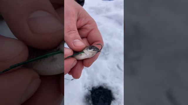 Насадка живца смотреть онлайн