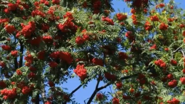 ,,Любовь земная"Собанцева Валентина