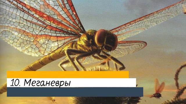 19 УЖАСНЫХ животных, ВЫМИРАНИЮ которых вы ДОЛЖНЫ РАДОВАТЬСЯ смотреть онлайн
