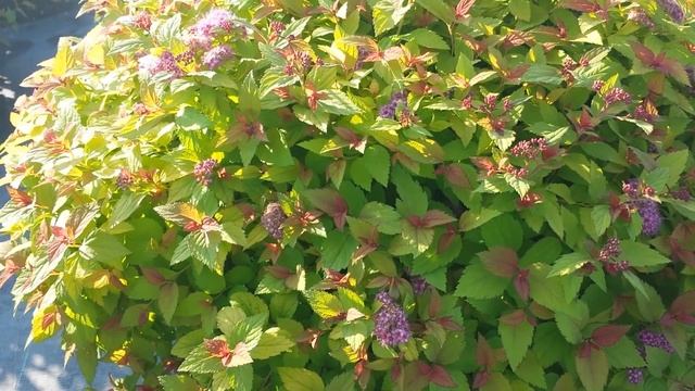 Spiraea Magic Carpet // Hardy, Tough, Resilient, Easy to Grow & Very Colorful Dwarf Shrub???? смотреть онлайн