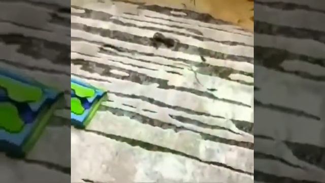 Универсальная швабра - после пылесоса собирает оставшуюся шерсть с ковра смотреть онлайн