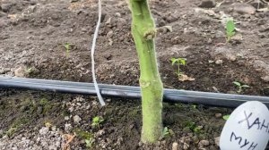 Привитые томаты, посмотрим на результат