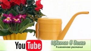 Кипяченая вода для комнатных растений! Стоит ли поливать растения кипяченой водой?