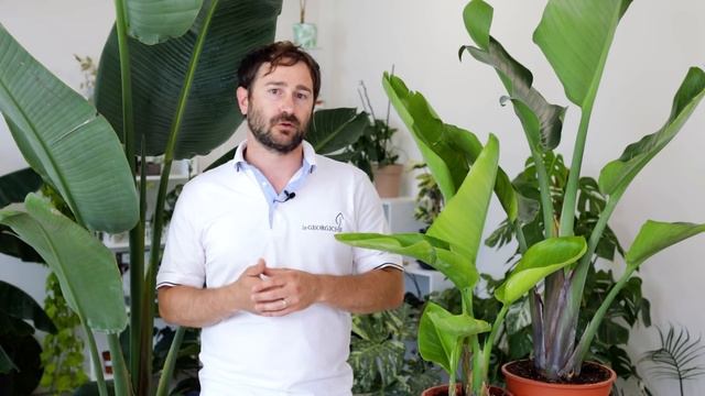 Strelitzia nicolai, la regina delle piante d'appartamento! смотреть онлайн