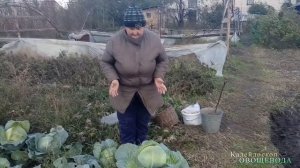 Собираем урожай капусты