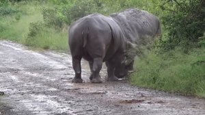 НОСОРОГ В ДЕЛЕ! НОСОРОГ ПРОТИВ СЛОНА, БЕГЕМОТА, ЛЬВА, ДИКОГО КАБАНА И ДРУГИХ
