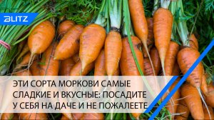 Эти сорта моркови самые сладкие и вкусные: посадите у себя на даче и не пожалеете