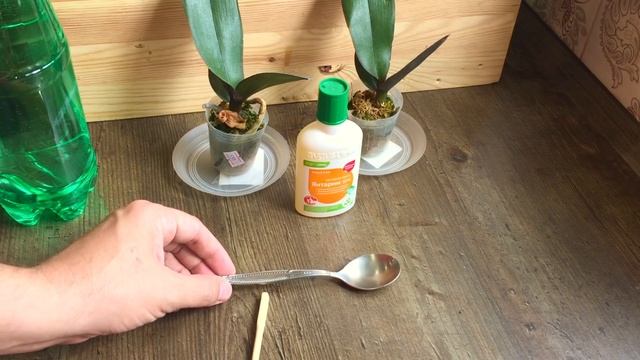 АДАПТАЦИЯ ОРХИДЕЙ ДЕТОК АЗИАТОВ И ПОДГОТОВКА ИХ К ПЕРЕСАДКЕ смотреть онлайн