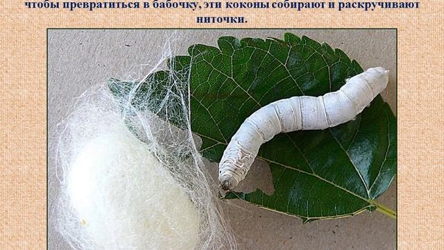 Видео-урок Тема_ _Из чего сделана наша одежда_ смотреть онлайн