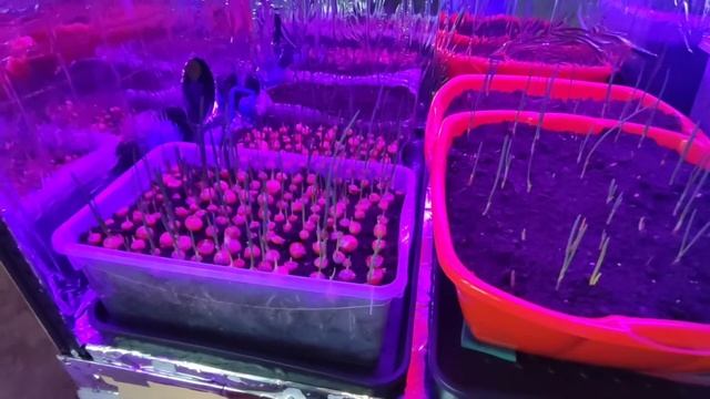 Лук на перо из севка за 15 дней! смотреть онлайн
