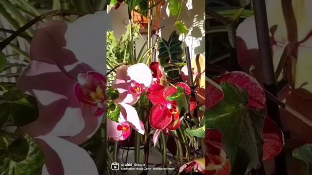 Орхидеи под звуки природы🌿💖🌺 Orchids to the sounds of nature