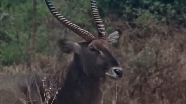 Nat Geo WIld Wildlife of AFRICA Documentary HD смотреть онлайн