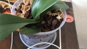 Можно ли пересаживать орхидею во время цветения? Результаты пересадки Каменной Розы.