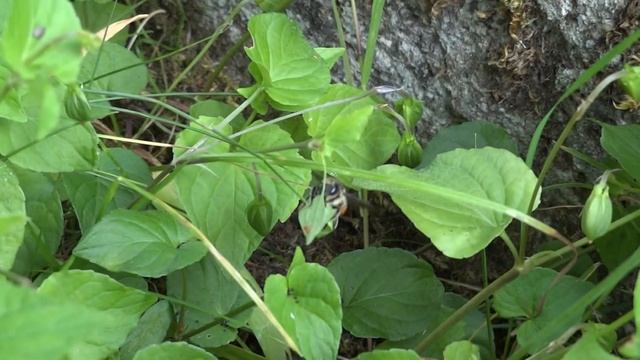 The alfalfa leafcutter bee. Люцерновая пчела листорез #shorts #short смотреть онлайн