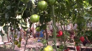 Томат сорта Светлый кабан - Королевский сад