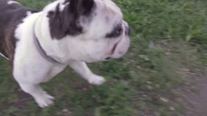 Результат успешной дрессировки французского бульдога