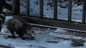 Крысы и Кошки бой