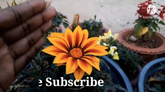Gazania plant Summer care n Fertilizer|कैसे बचाए Gazania को अगले साल के लिए смотреть онлайн