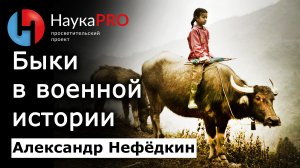 Быки в военной истории – Александр Нефёдкин | Научпоп