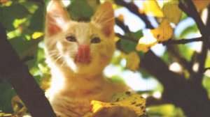 SOLAR ECLIPSE  GUAM GORGE  2017