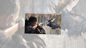 10 интересных фактов о лосях