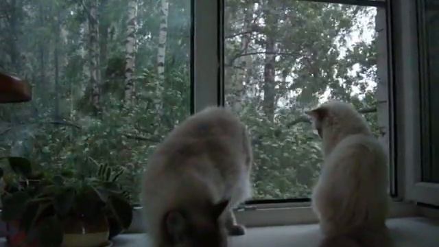 стихия  ливень 21 07 смотреть онлайн