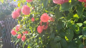 Climbing Rosanna Rose - A magnificent Rose to grow and love.