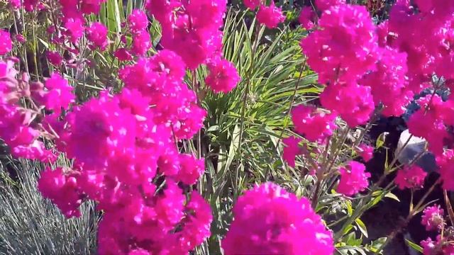 ? Лихнис или смолка махровая? смотреть онлайн