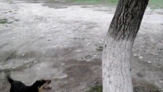 Ягдтерьер Барсик смотреть онлайн